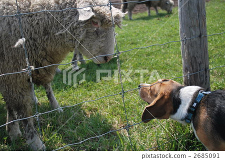 Sheep Ms. Nice to meet you. 2685091