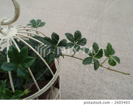 糖藤 室內盆栽 觀葉植物 2685403