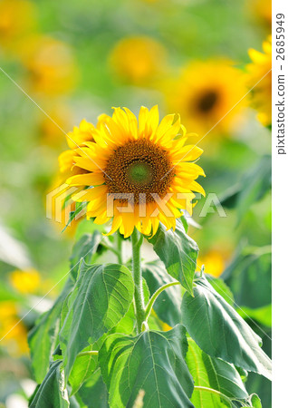 Sunflower 2685949