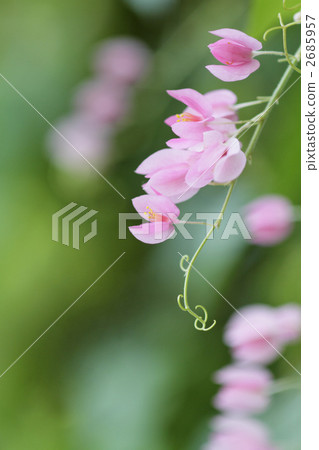 Asahi Kazura's portrait 1 2685957