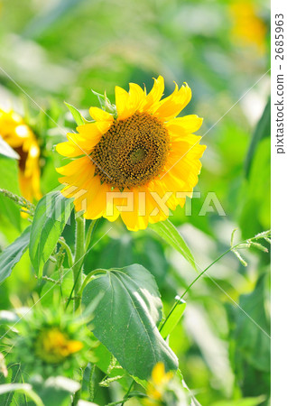 Sunflower 2685963