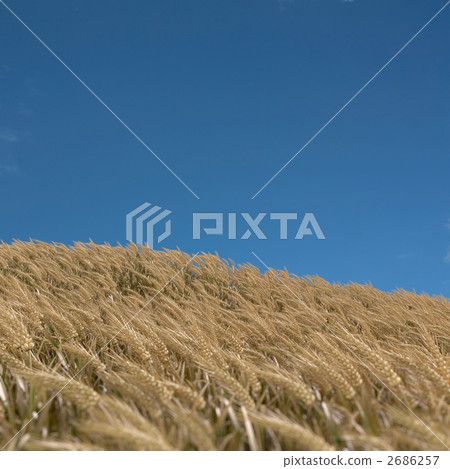 麥田 2686257