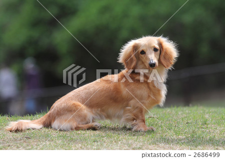 微型達克斯 微型達克斯 2686499