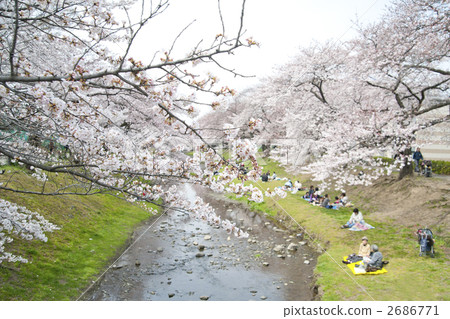 bank, row of cherry trees, cherry blossom 2686771