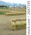 Rice Cutting (Vertical) 2687195