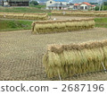 Rice Cutting (Horizontal) 2687196