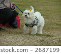 Granny's dog 2687199