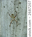  spider 2687207