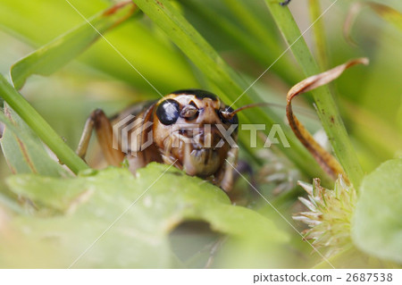 捉迷藏♪ 2687538