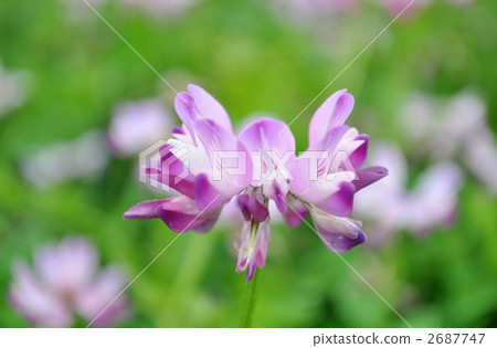 Renge Renge 2687747