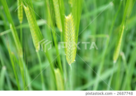 Ear of wheat 2687748