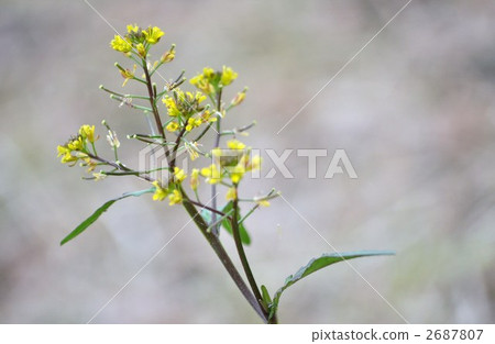 Inugaru花 Inugaru花 2687807