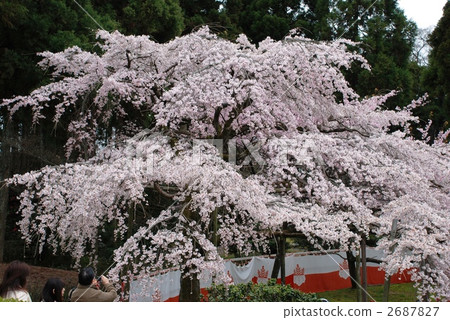 京都櫻花 京都櫻花 2687827