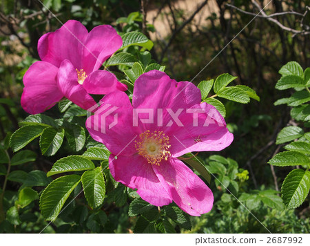 Hermanus Hermanus 2687992