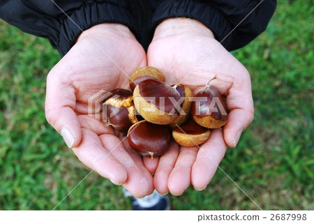 Picking chestnuts Picking chestnuts 2687998