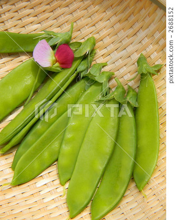 Fresh silk sheath just fresh at home garden Fresh silk sheath just fresh at home garden 2688152