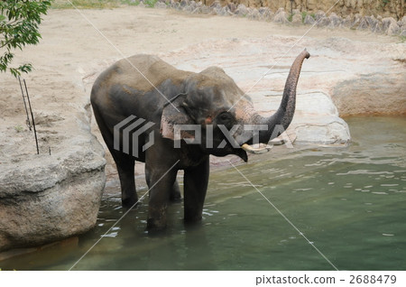 baby elephant, elephant, elephants 2688479