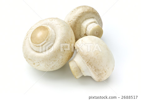 白蘑菇 白蘑菇 2688517