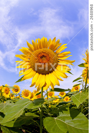 Sun Flower  2688968