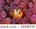 tropical fish, anemone fish, anemonefish 2689030