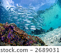 tropical fish, sea animals, bigeye trevally 2689031