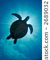 sea turtle, turtle, malaysia 2689032
