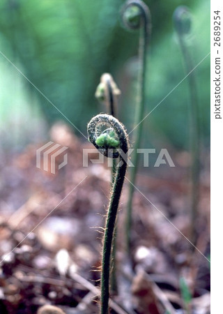 65078 spring 2689254