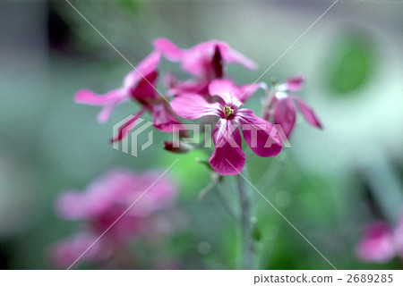 65109 Cannelianniki 65109 Cannelianniki 2689285