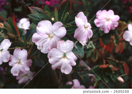 65113 Impaciens 2689288