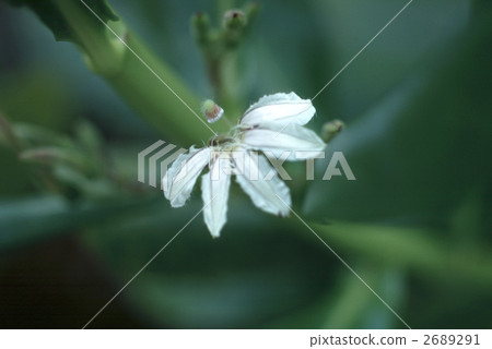 65115 Xasatabella 2689291