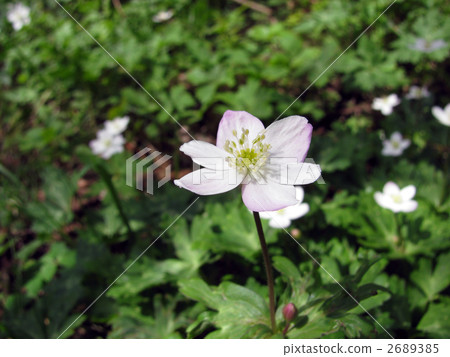 wind flower, bloom, blossom 2689385