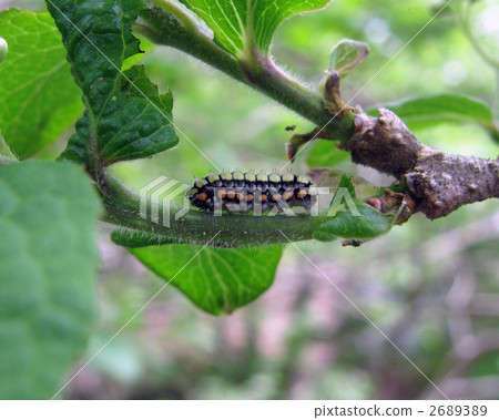 白蠶,加利福尼亞在Sawafutagi發現 白蠶,加利福尼亞在Sawafutagi發現 2689389