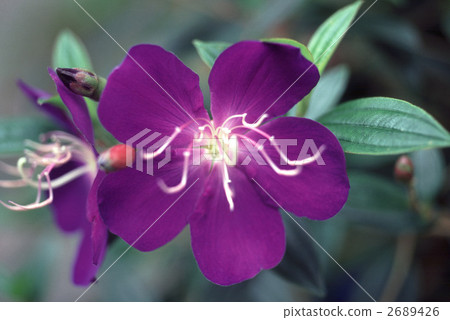 65333 Gimponcon Button 2689426