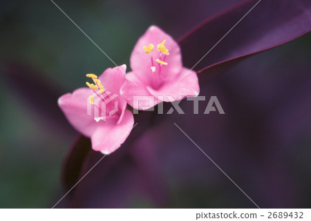 65336 Murasagoten 2689432