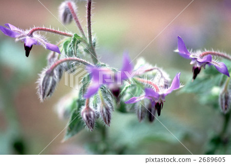 65471 Borage 2689605