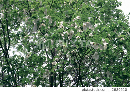 65473 Handkerchief 2689610
