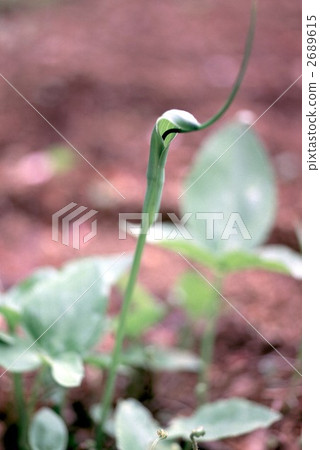 65477 Karasobashaku 2689615