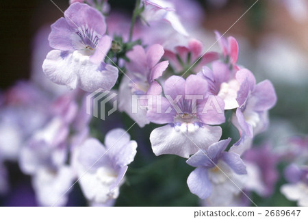 65506 Nemesia 2689647