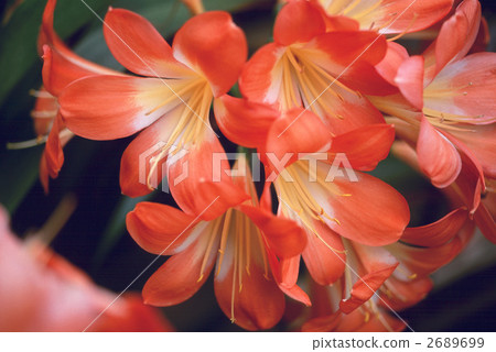 65564 Kunsiran 65564 Kunsiran 2689699