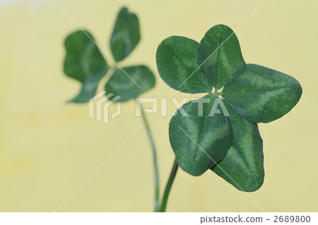 Five leaf clover Five leaf clover 2689800