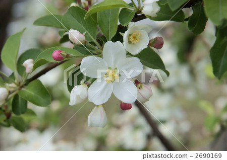 chinese crabapple, bloom, blossom 2690169