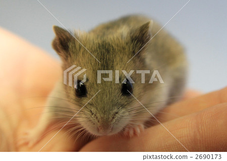 Chinese hamster 2690173