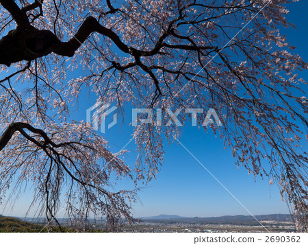 cherry blossom, cherry tree, the full glory of spring 2690362