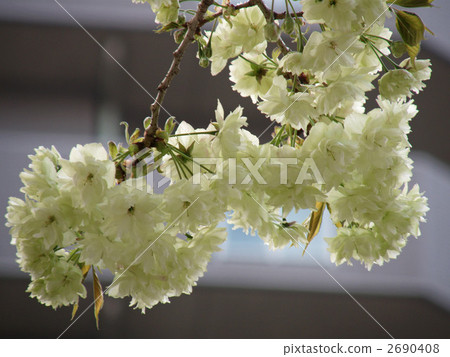 右近櫻花 淺綠色 綠花 2690408