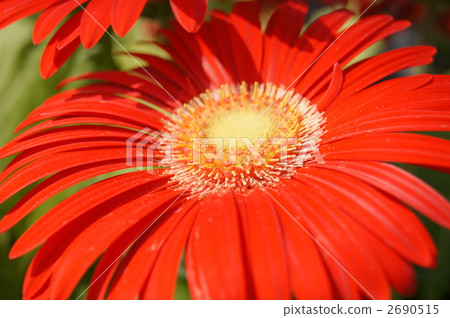 雛菊 雛菊 2690515