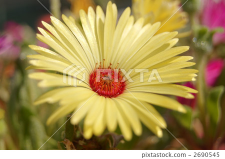 活石雛菊 活石雛菊 2690545