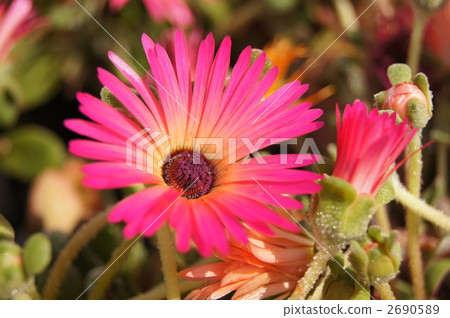 Living stone daisy Living stone daisy 2690589