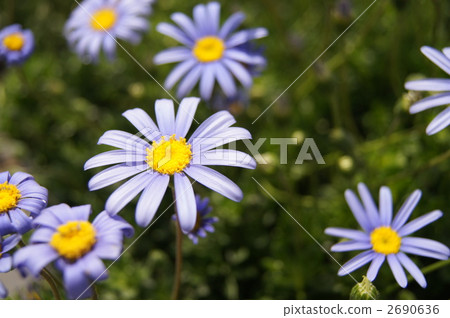 Blue Daisy Blue Daisy 2690636