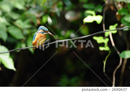 The kingfisher of electric wire The kingfisher of electric wire 2690637