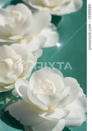 白色山茶花 花朵 花 2690660